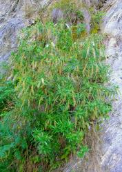 Veronica salicifolia. Habit. Moke Creek., Otago.
 Image: P.J. Garnock-Jones © P.J. Garnock-Jones CC-BY-NC 3.0 NZ